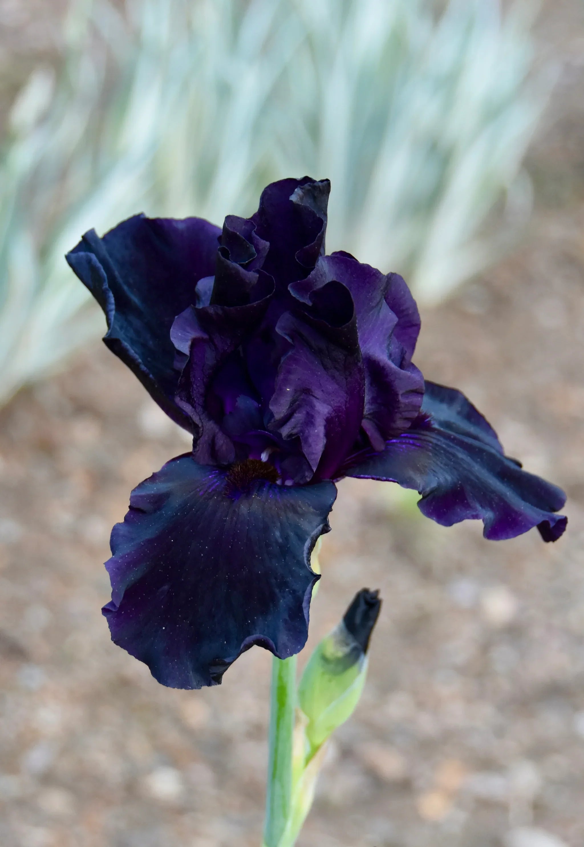 Border Bearded – Exline Iris Garden