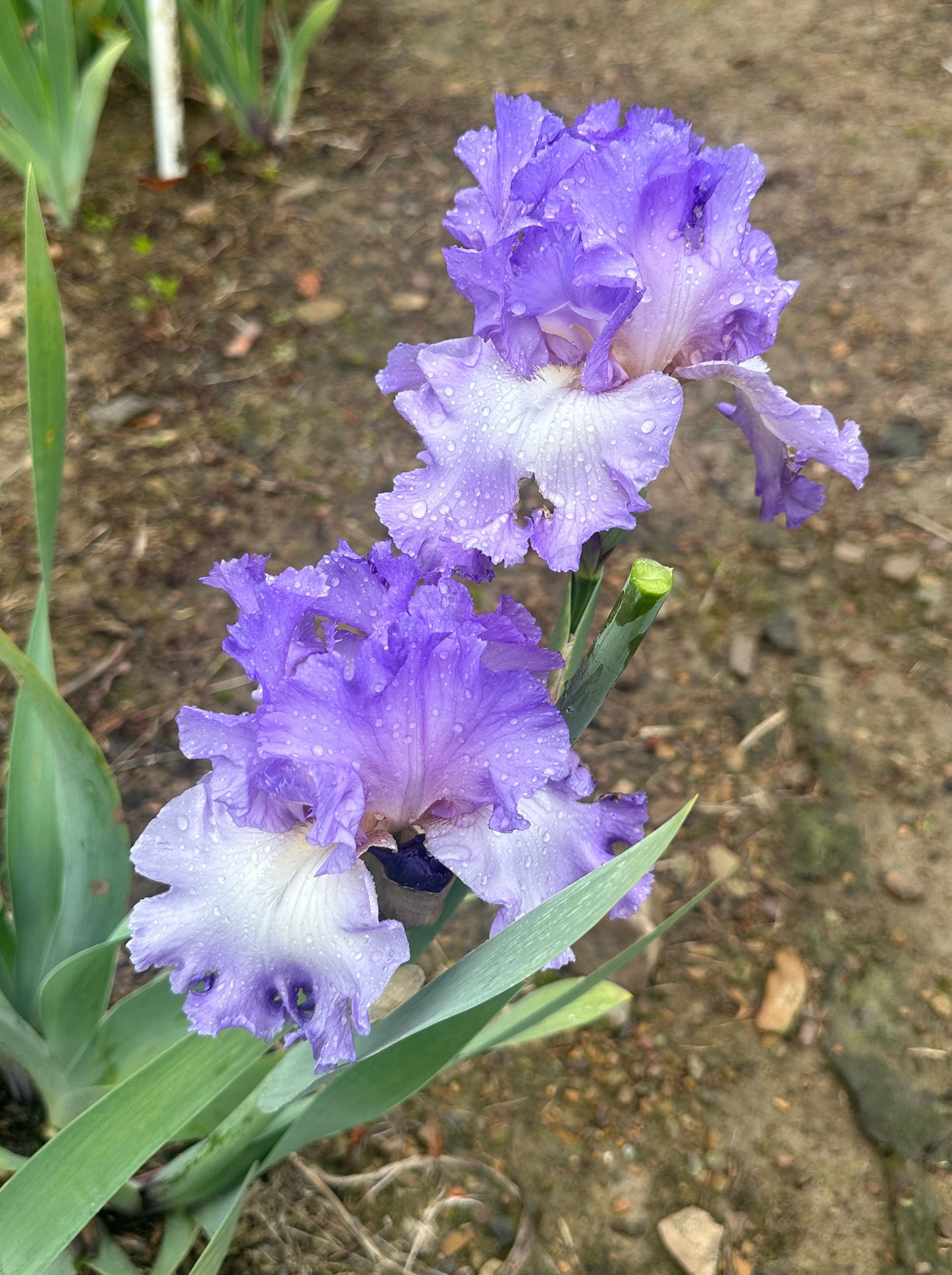 Fragrant Lilac