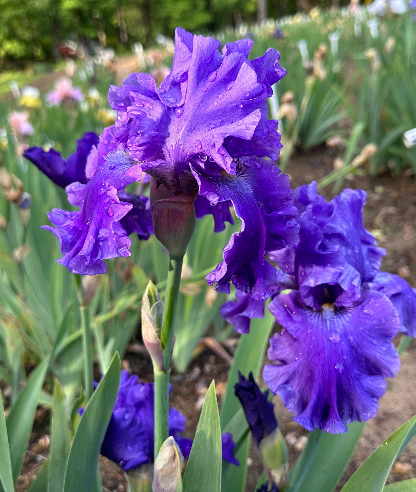 Indigo Princess