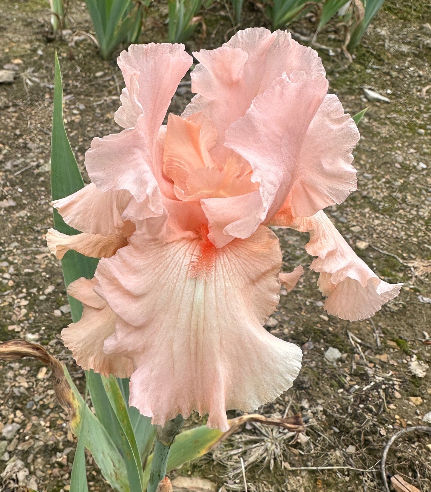 Dolly Dancer