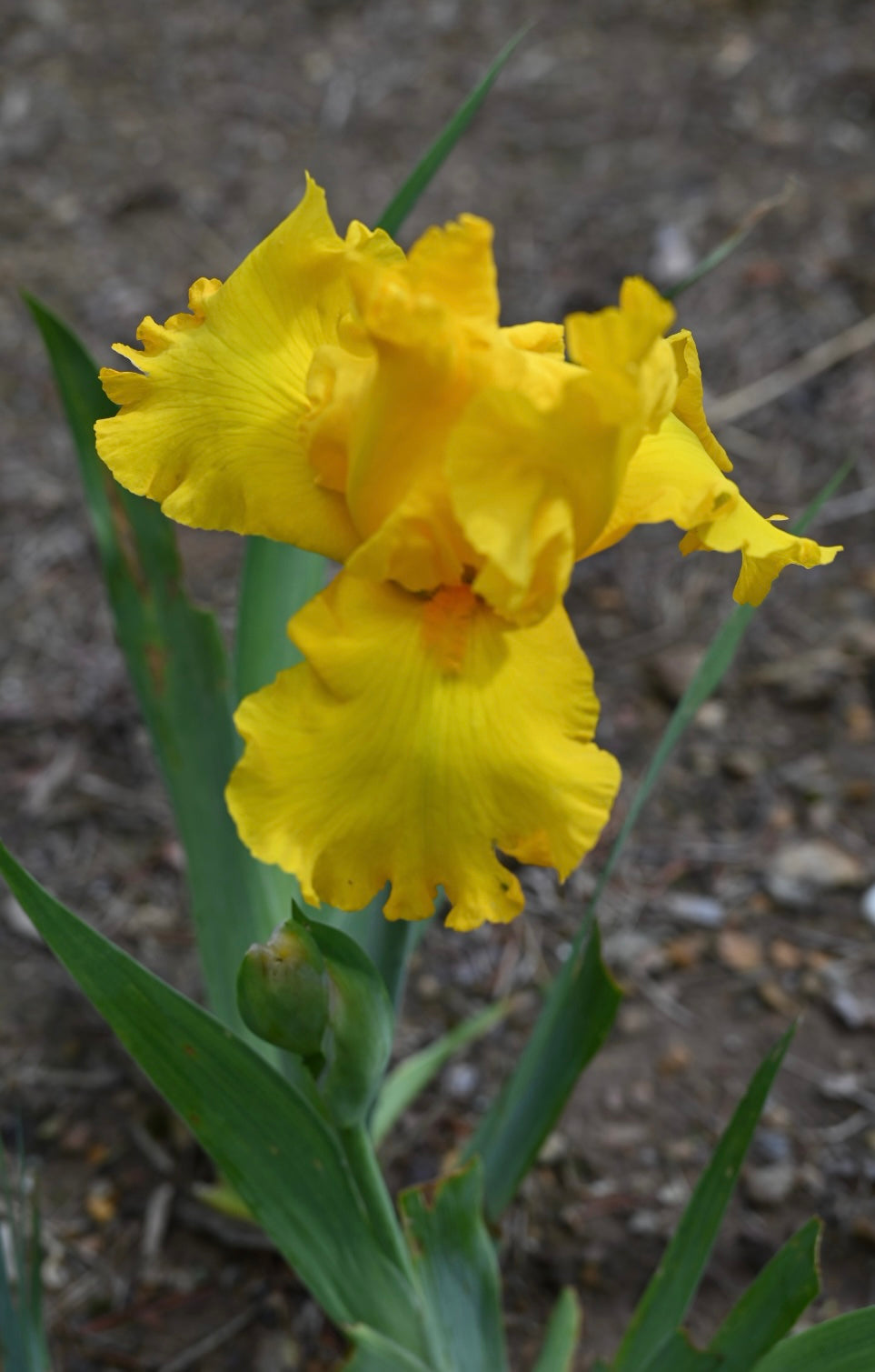 Curious Yellow