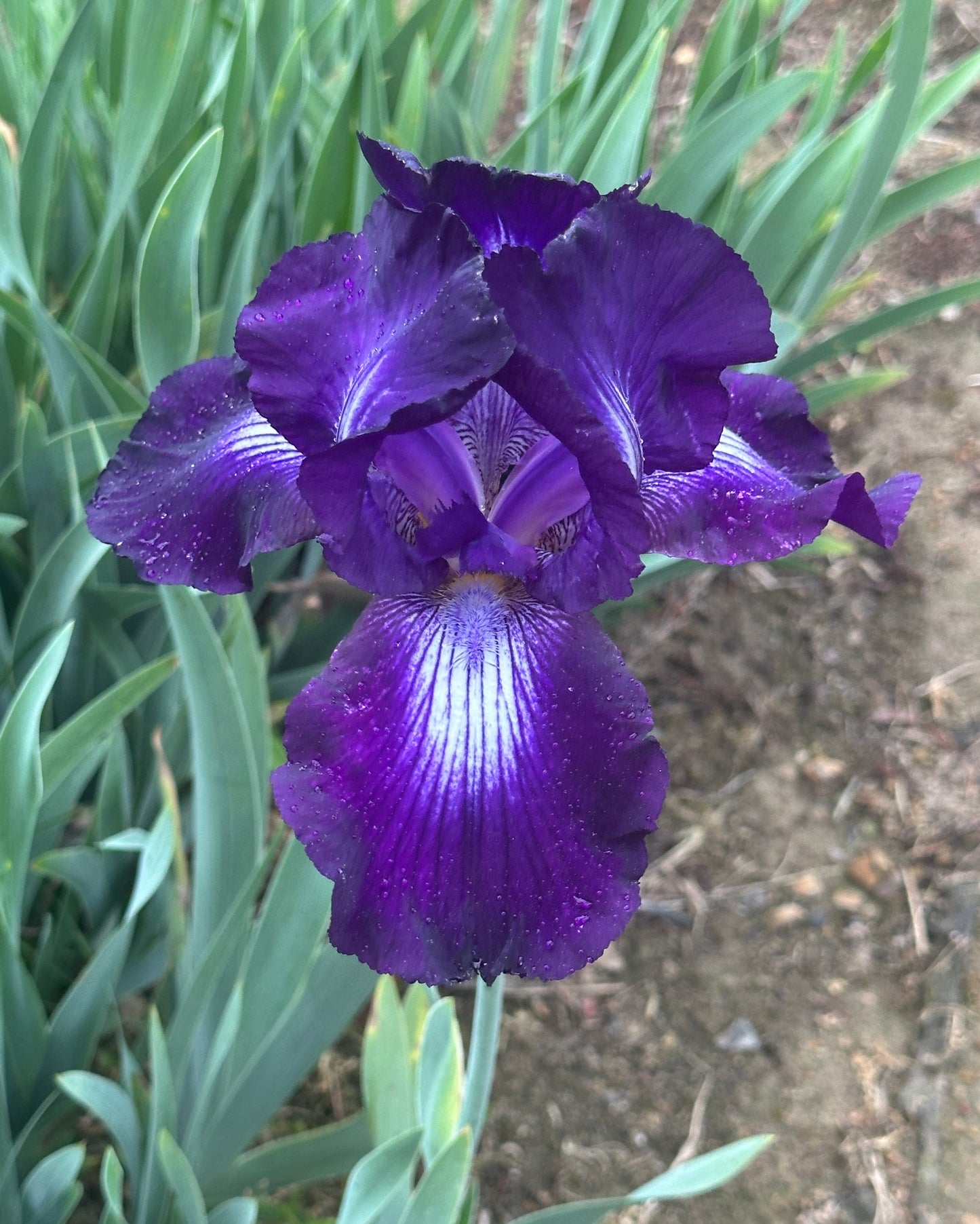 Exotic Star