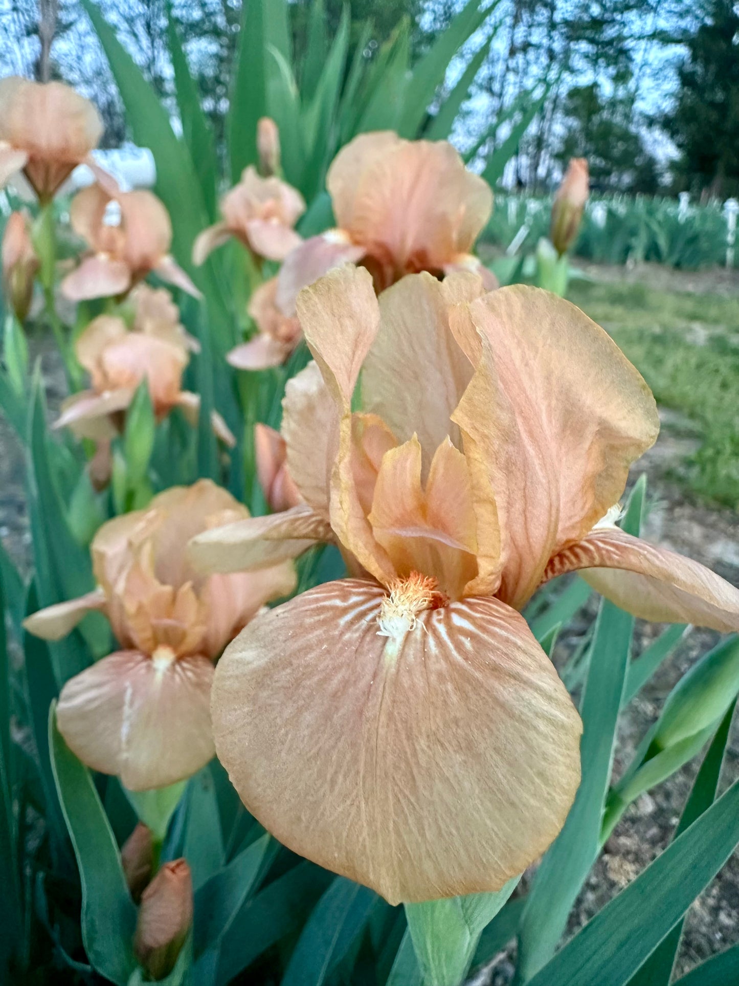 Apricot Drops