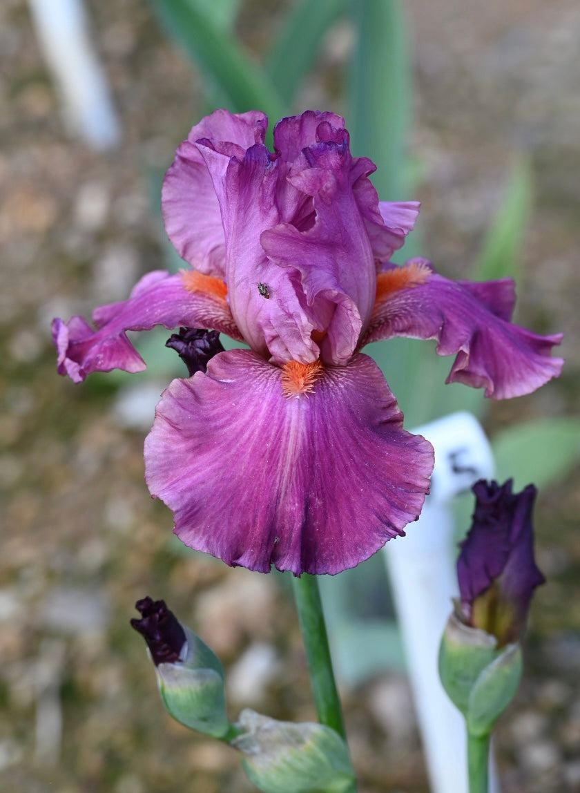 Splash of Raspberry - Tall Bearded Iris (TB) – Exline Iris Garden