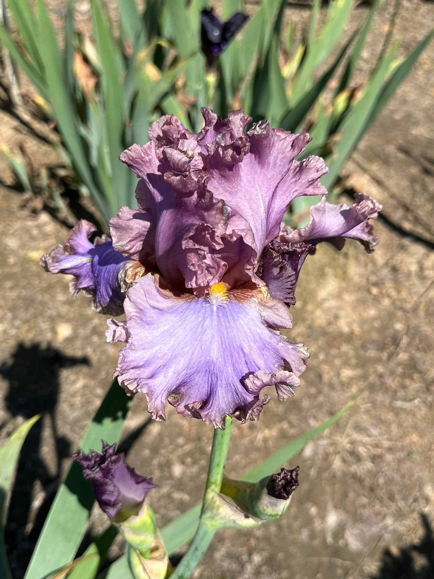 Unidentified Purple TB #4