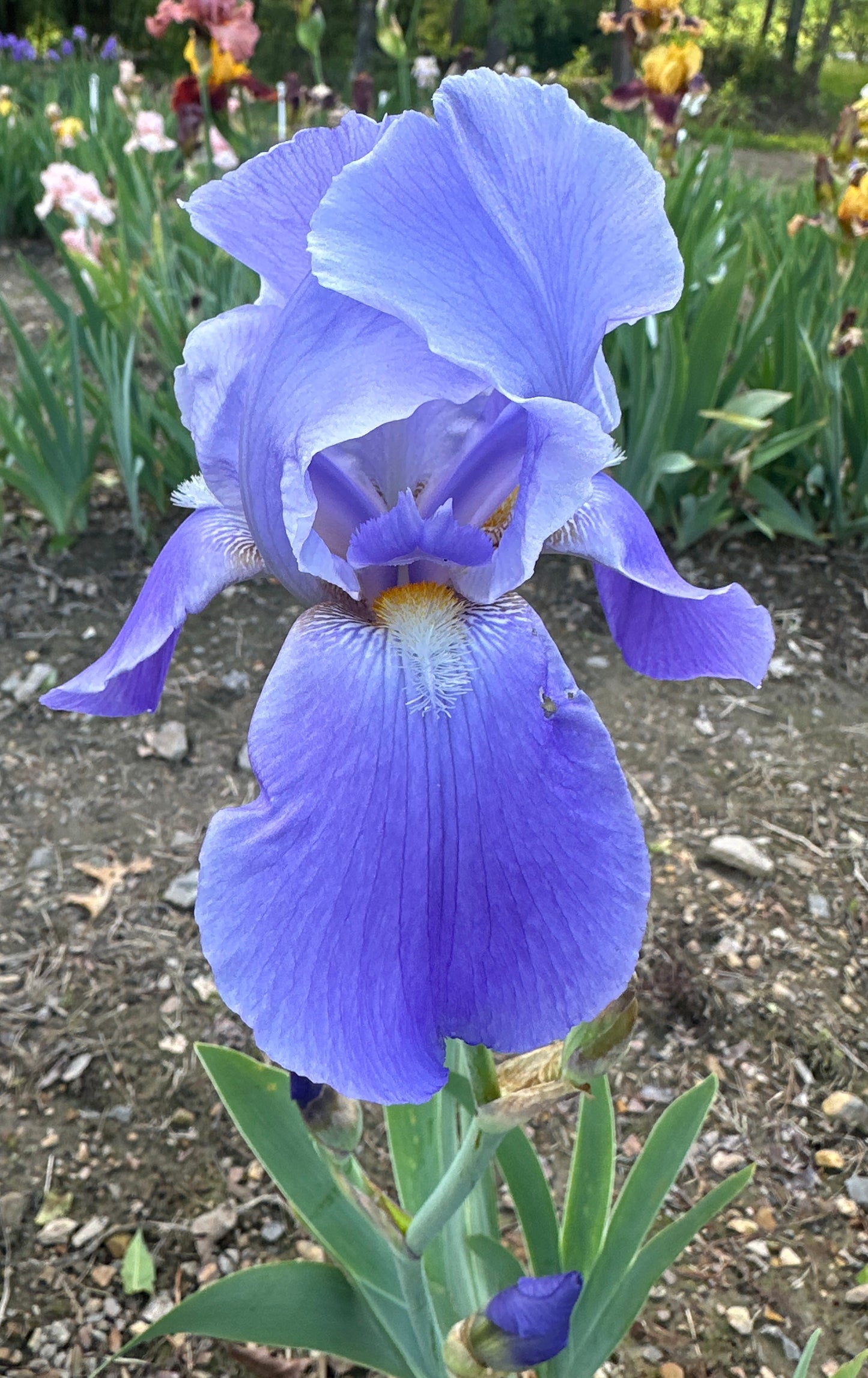 Blue Rhythm