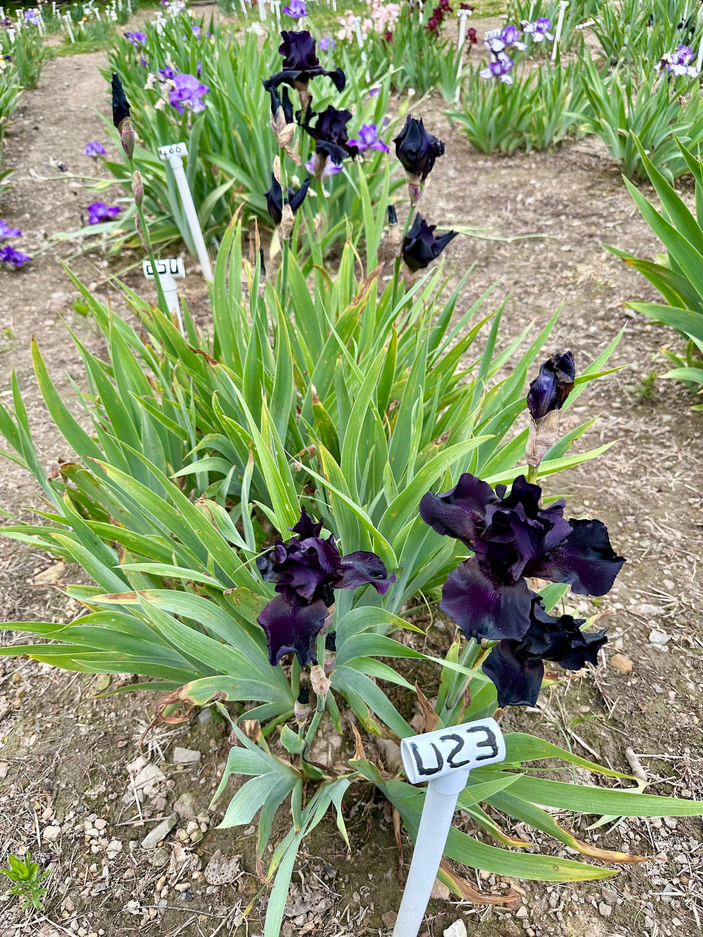 Unidentified Black TB #2