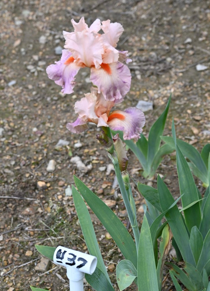 Unidentified Pink & Purple TB