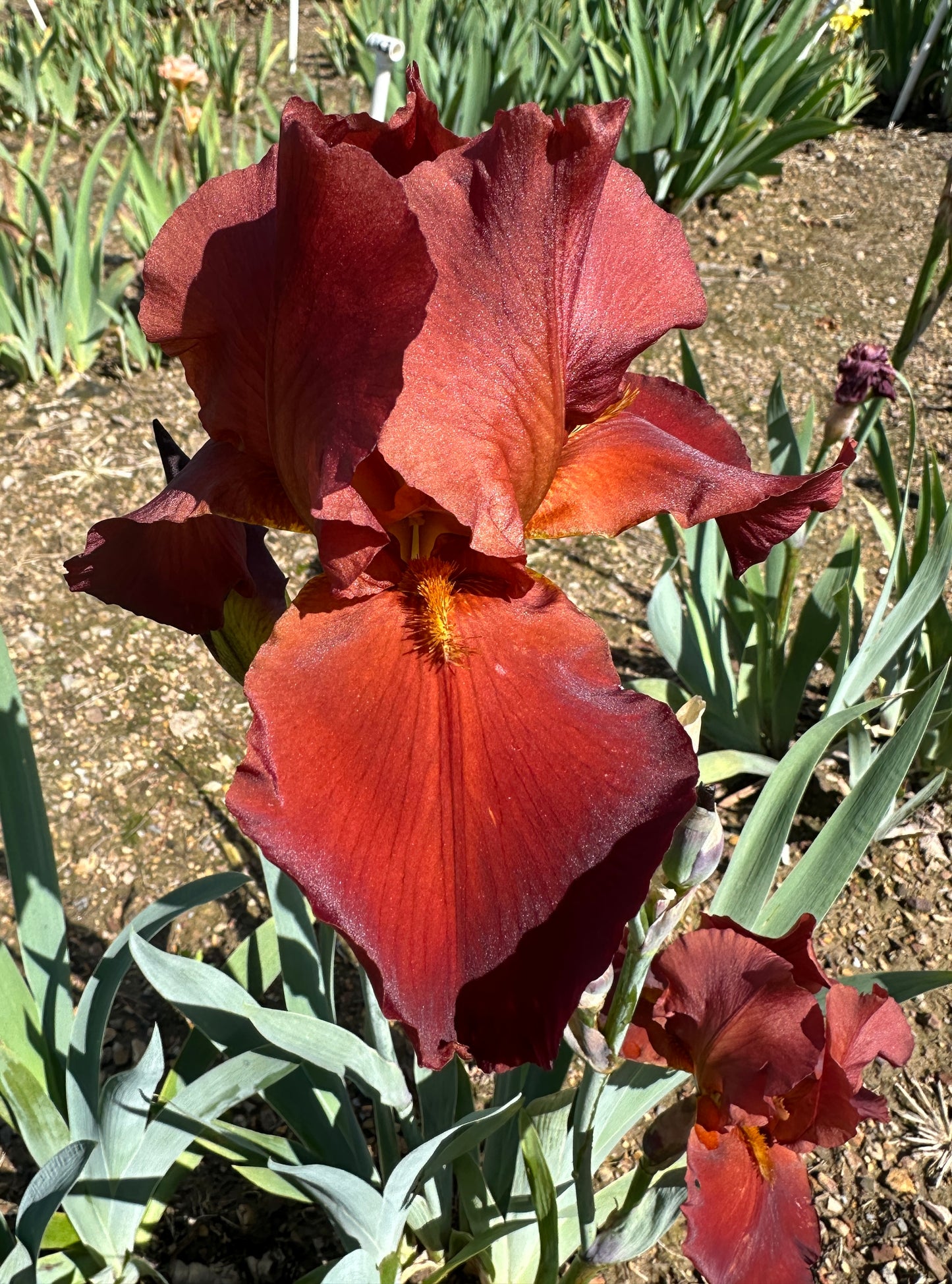 Vitafire