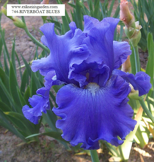 The flower Riverboat Blues - Tall Bearded Iris (TB)