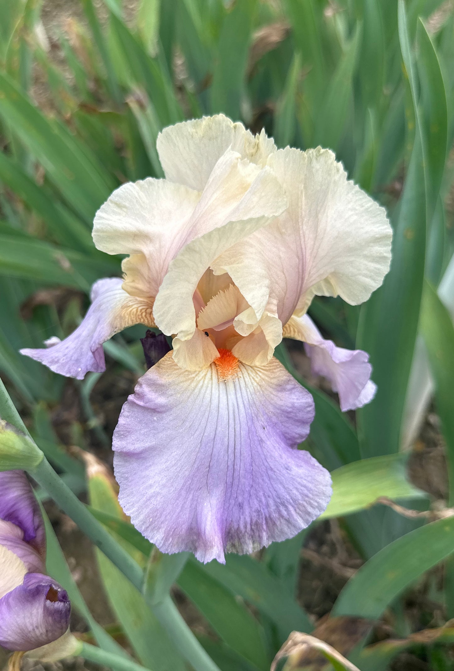 Loudoun Charmer