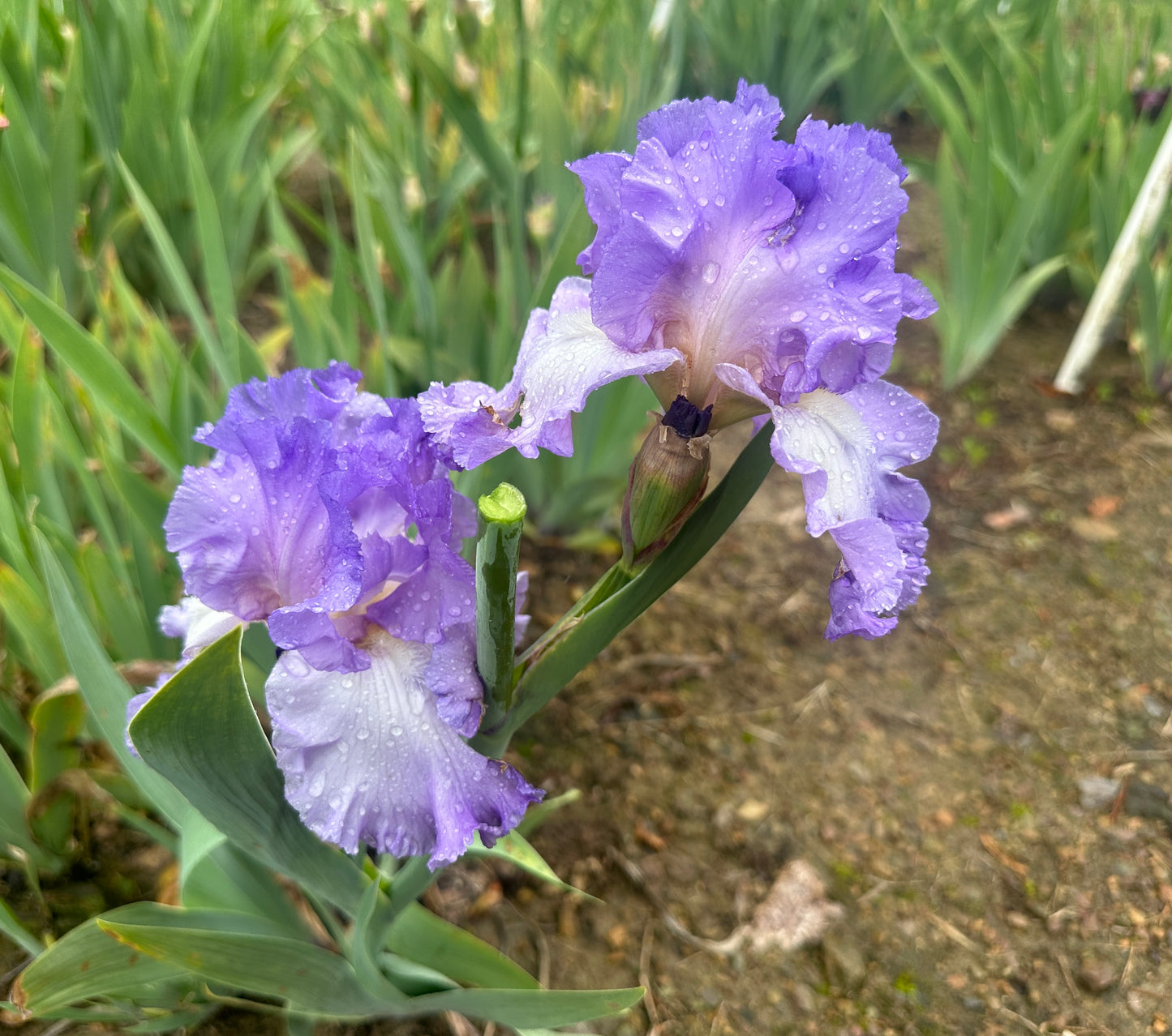 Fragrant Lilac