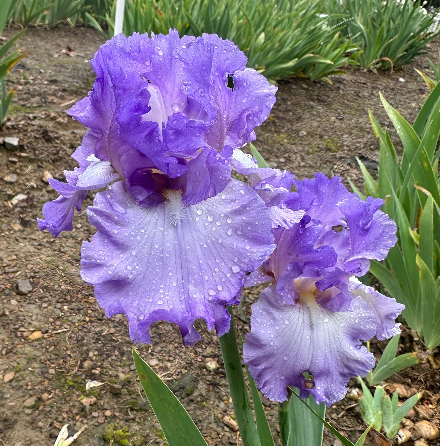 Fragrant Lilac