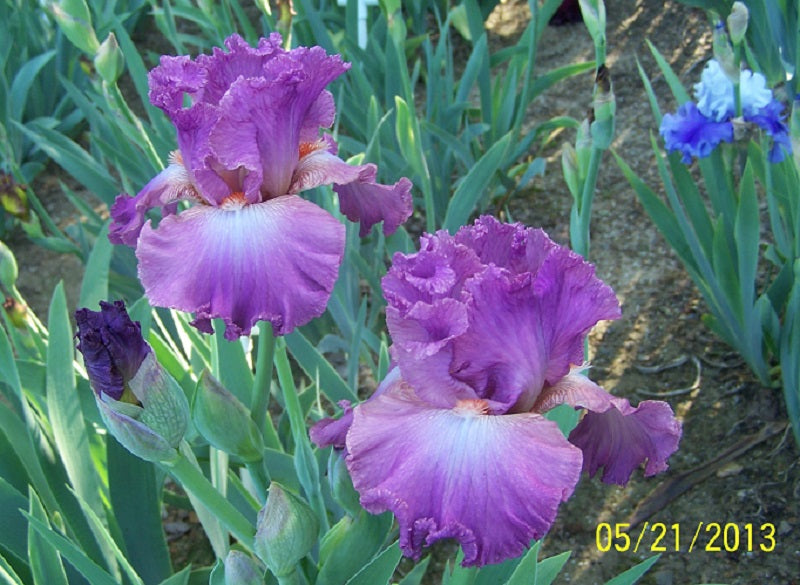 The flower Mallow Dramatic - Tall Bearded Iris (TB)