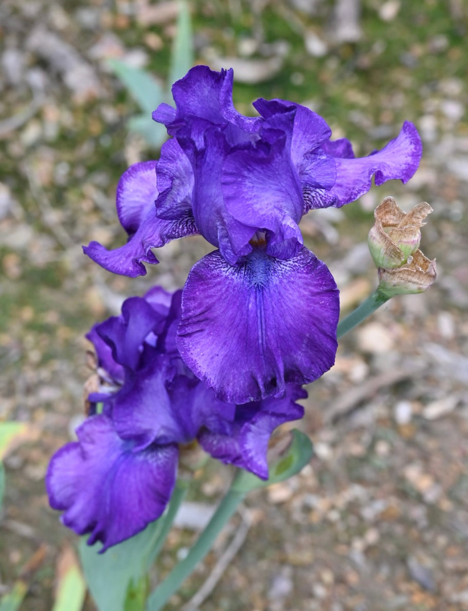 Pandora's Purple