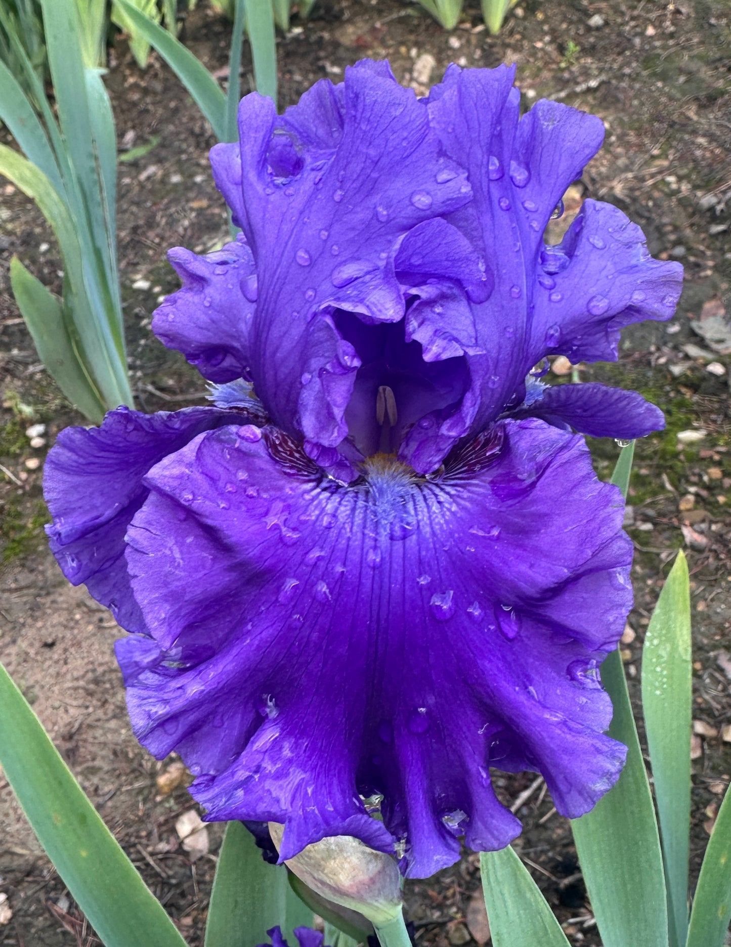 Indigo Princess