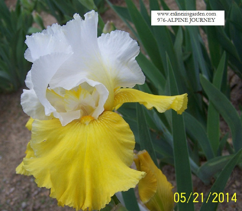 The flower Alpine Journey - Tall Bearded Iris (TB)