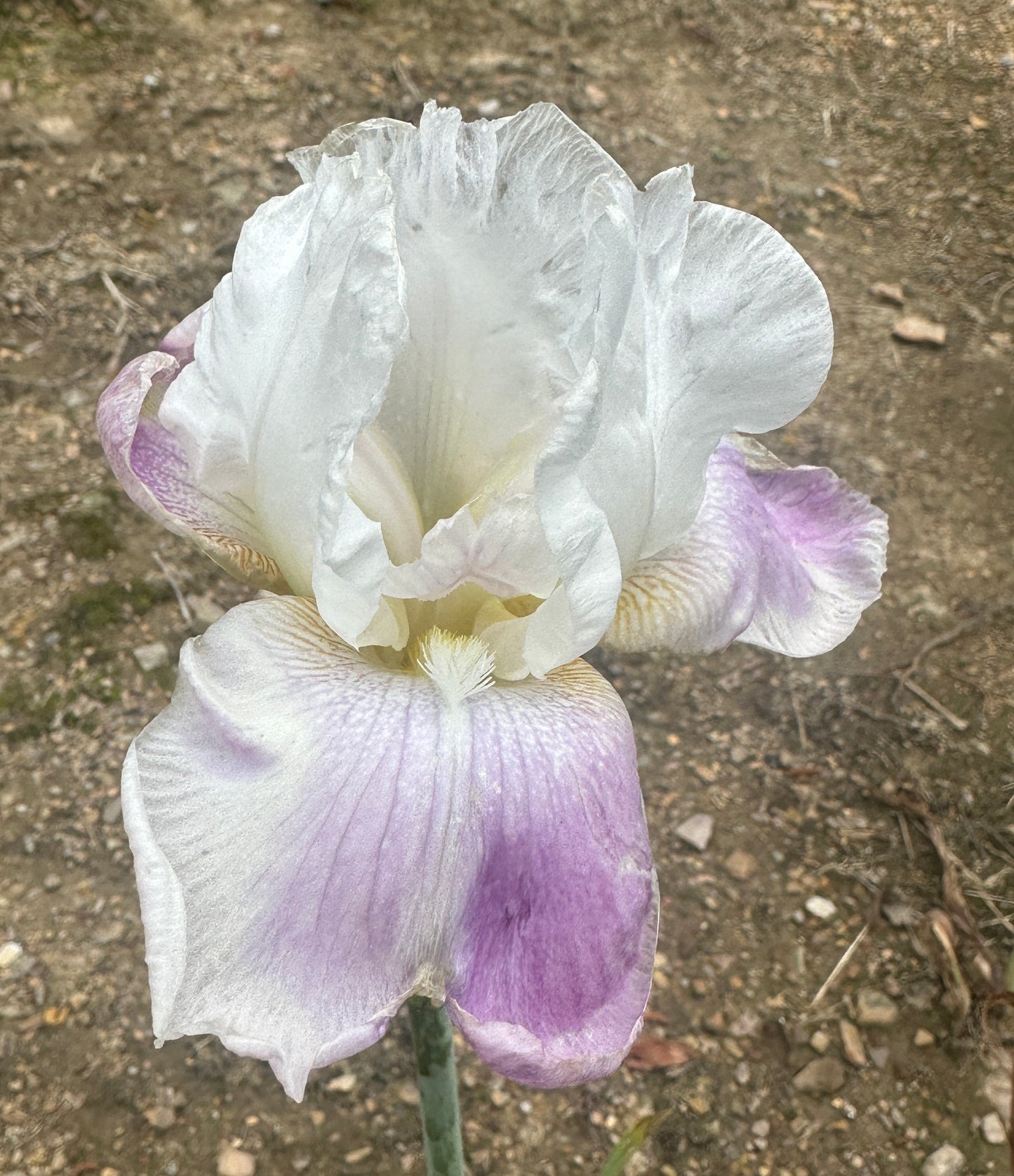Unidentified White & Purple TB #2