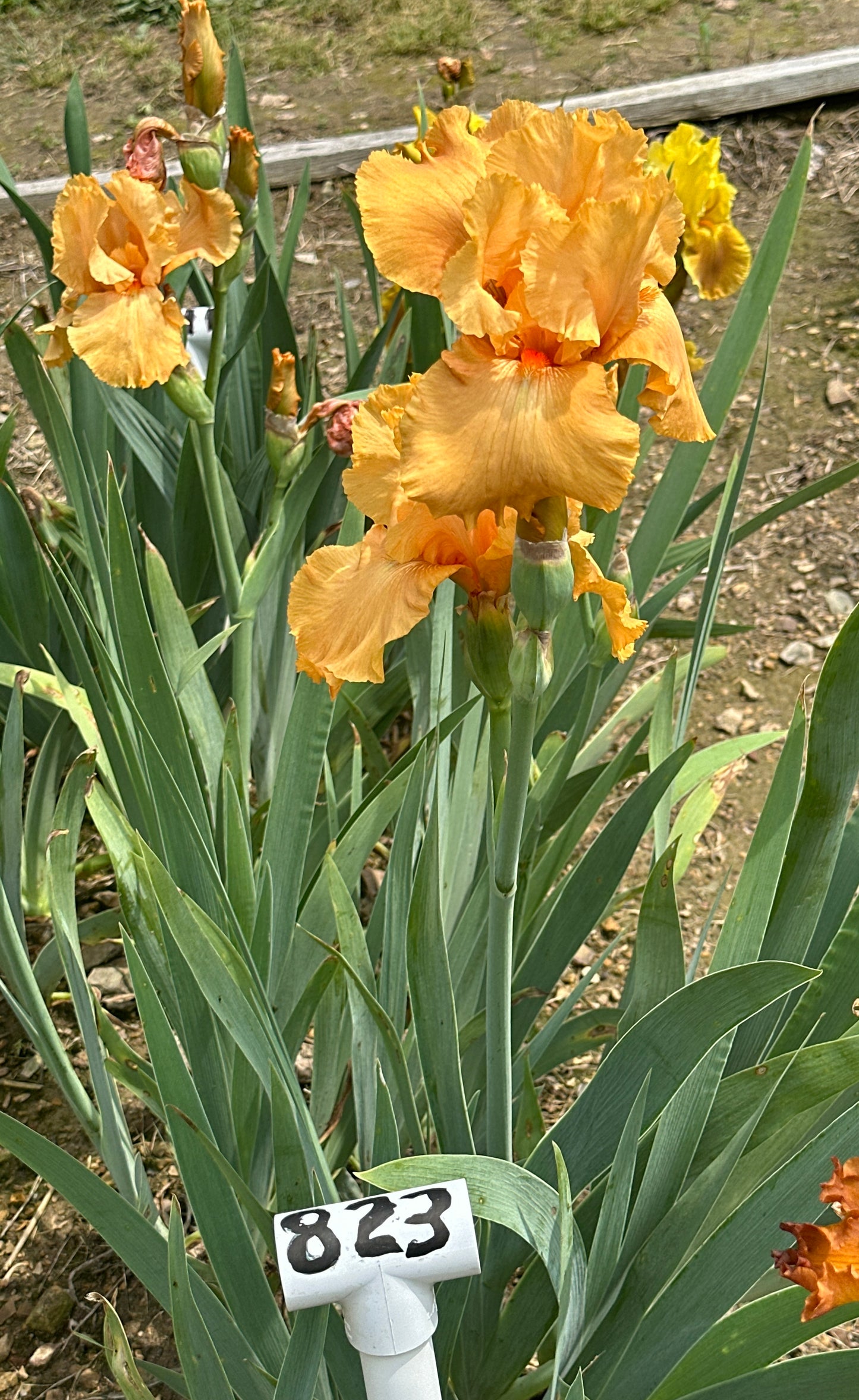 Thai Orange
