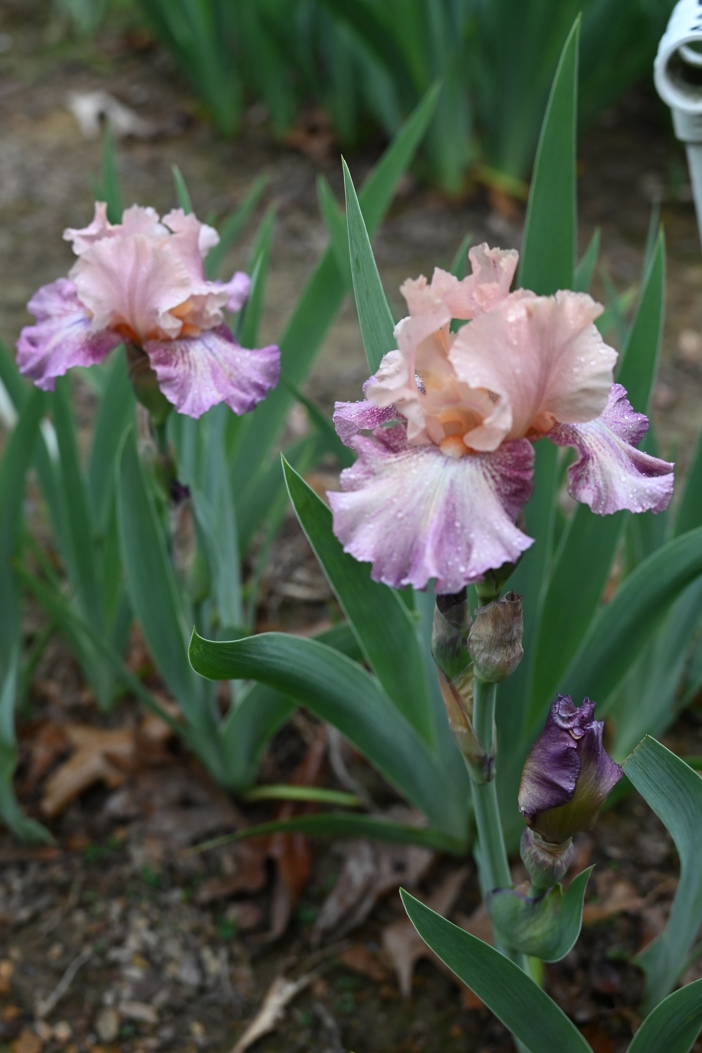 The flower Faux Pas - Border Bearded Iris (BB)
