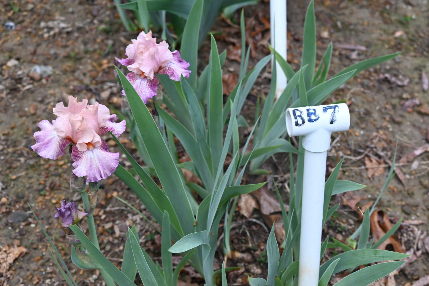 The flower Faux Pas - Border Bearded Iris (BB)