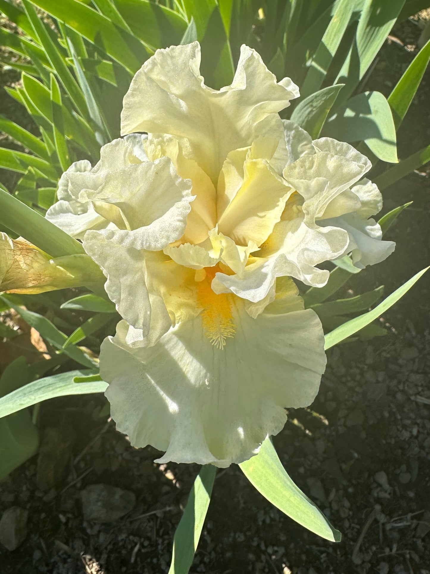 The flower Princess Bride - Border Bearded Iris (BB)