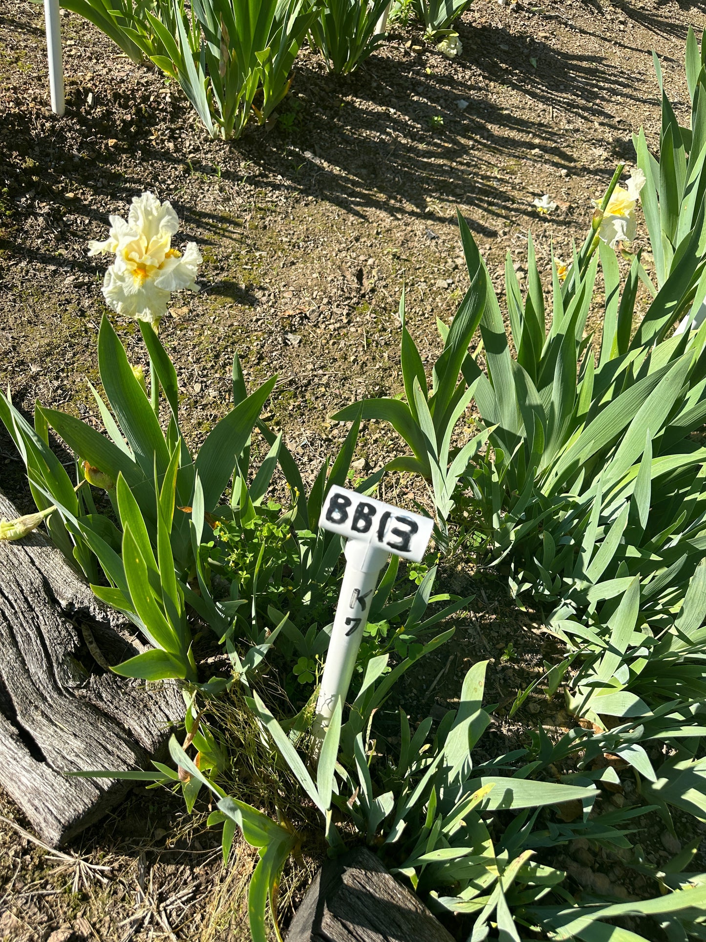 The flower Princess Bride - Border Bearded Iris (BB)