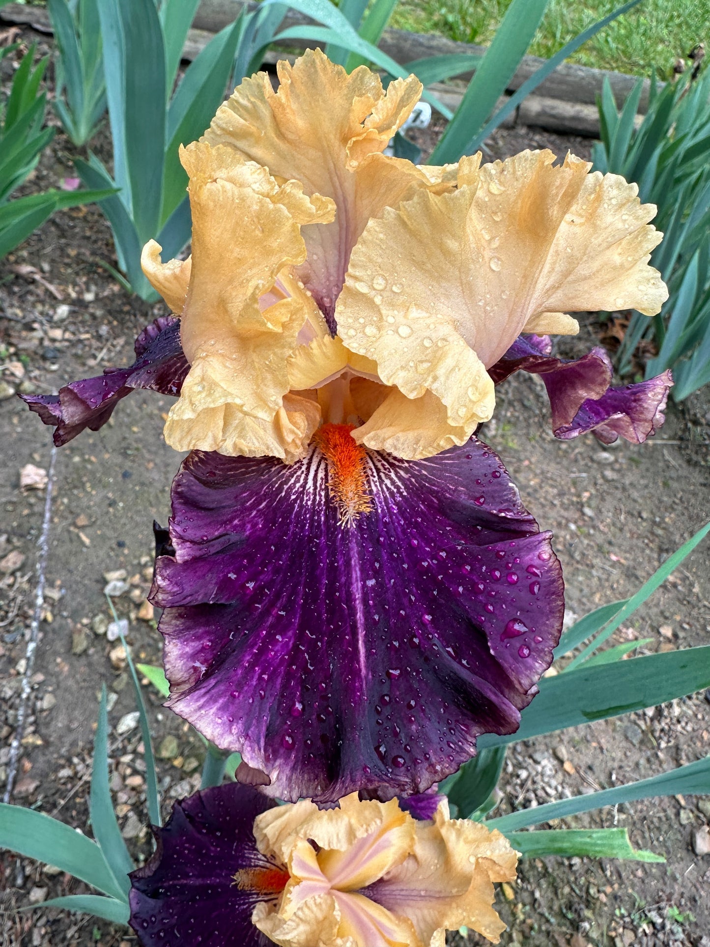 The flower Fruit Stripe - Border Bearded Iris (BB)
