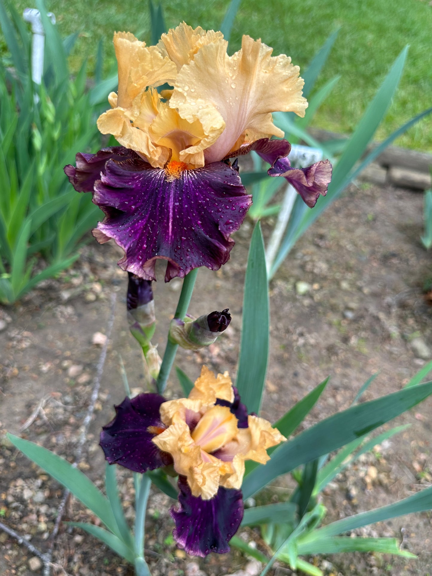 The flower Fruit Stripe - Border Bearded Iris (BB)