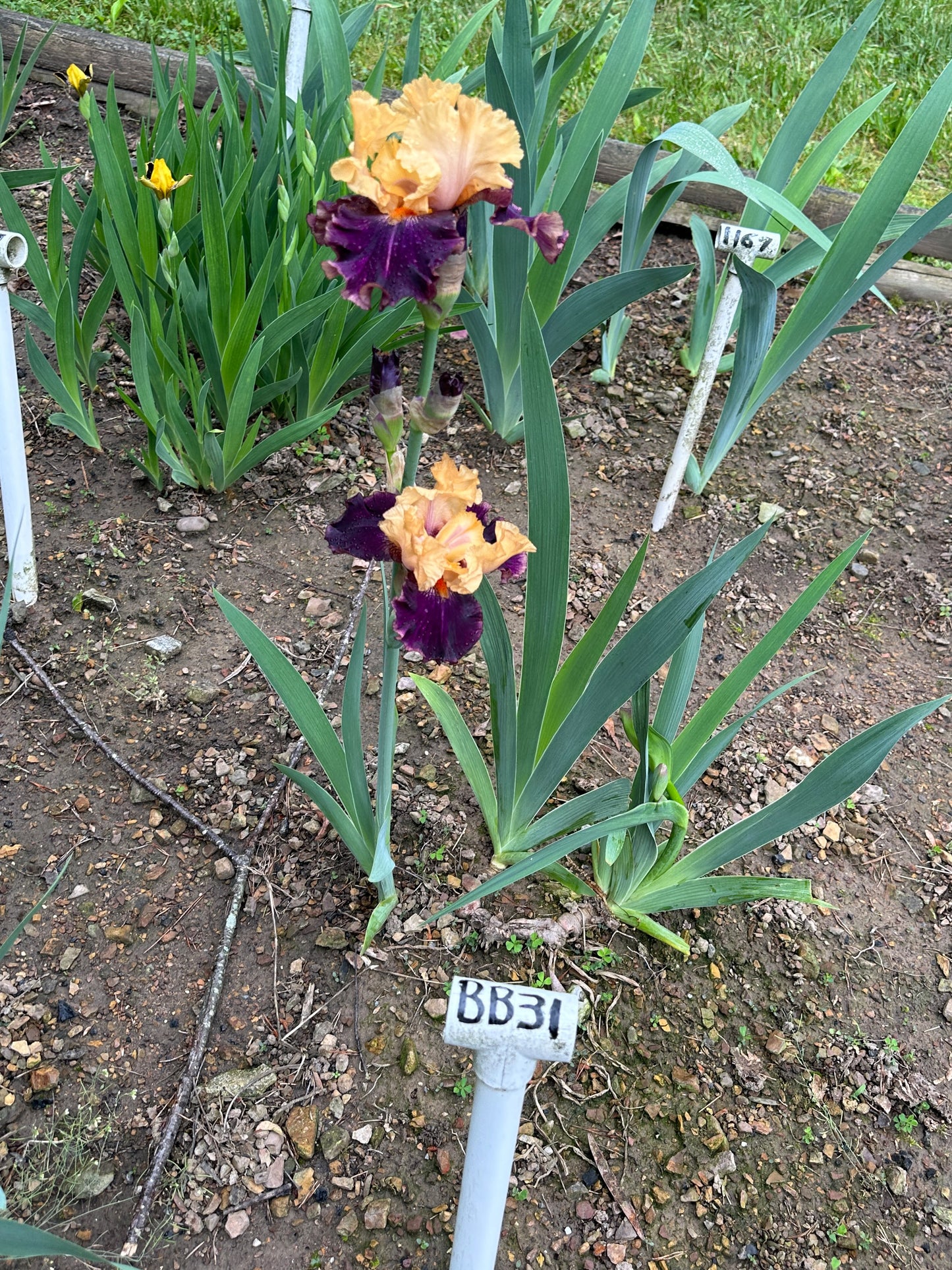 The flower Fruit Stripe - Border Bearded Iris (BB)