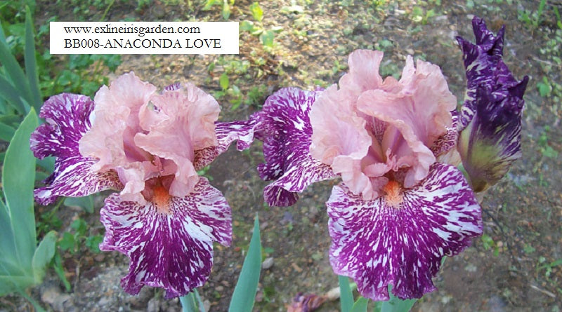 The flower Anaconda Love - Border Bearded Iris (BB)