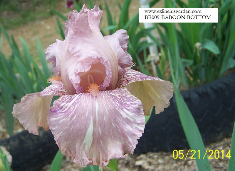 The flower Baboon Bottom - Border Bearded Iris (BB)