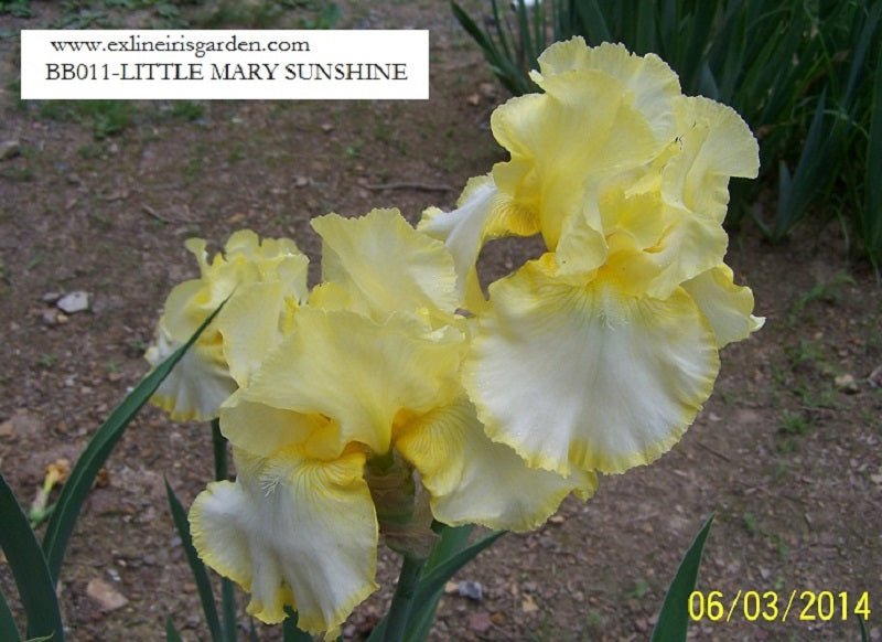 The flower Little Mary Sunshine - Border Bearded Iris (BB)