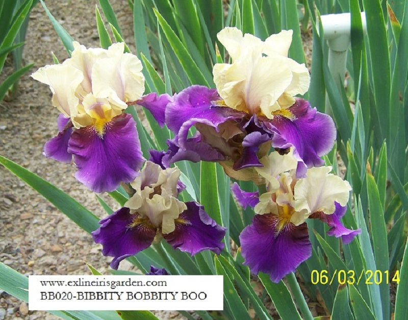 The flower Bibbity Bobbity Boo - Border Bearded Iris (BB)