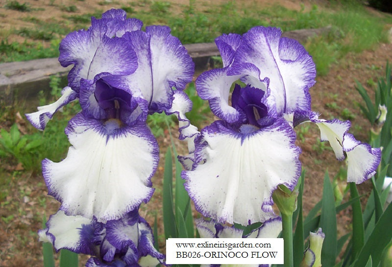 The flower Orinoco Flow - Border Bearded Iris (BB)