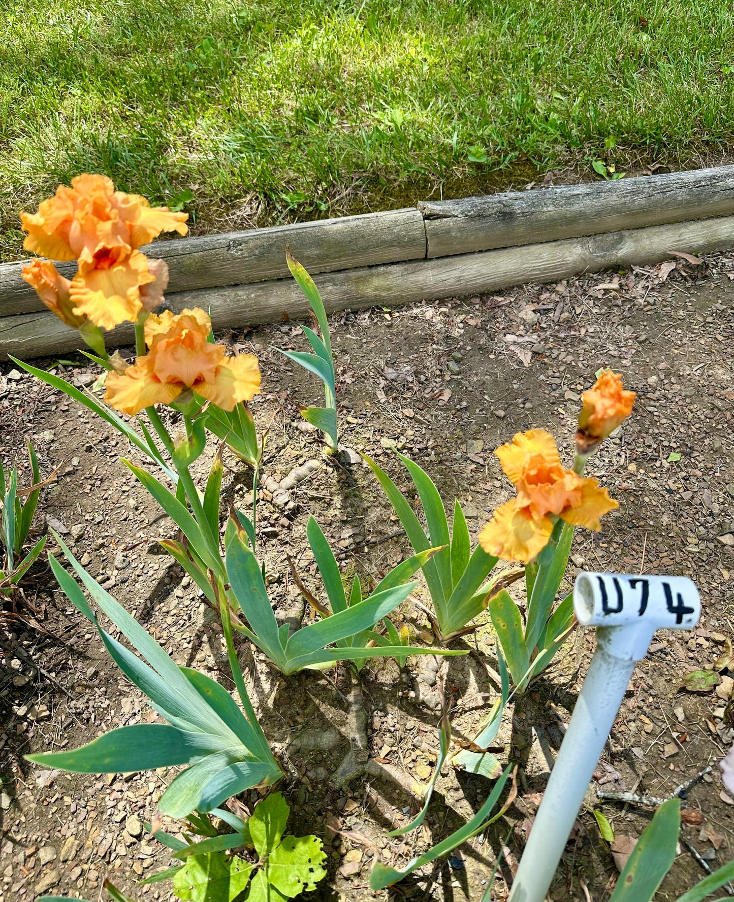 Unidentified Orange TB #2