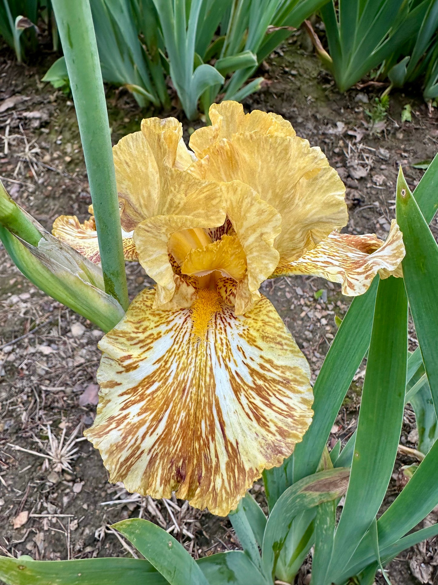 Tiger Honey