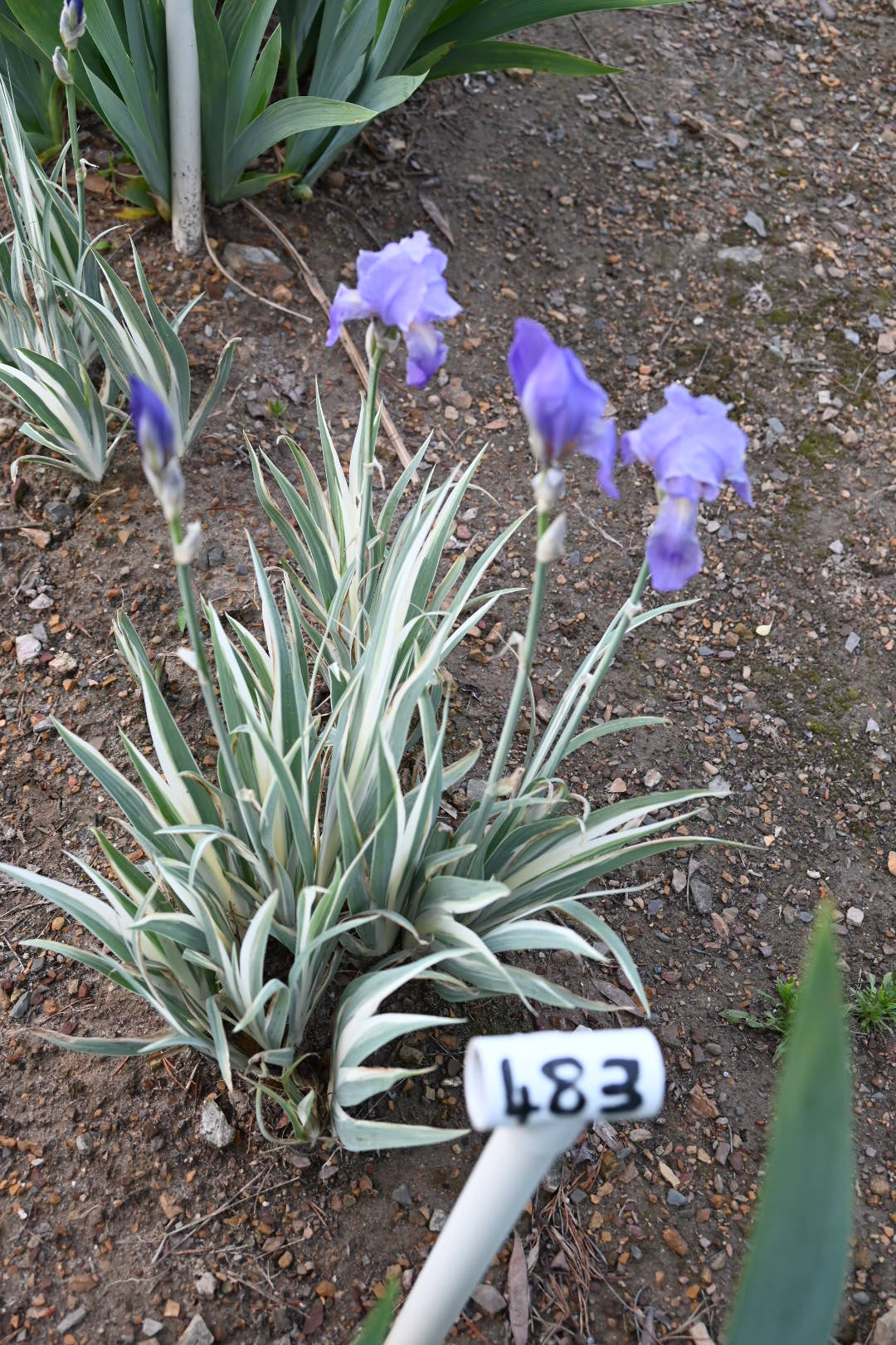 Argentea