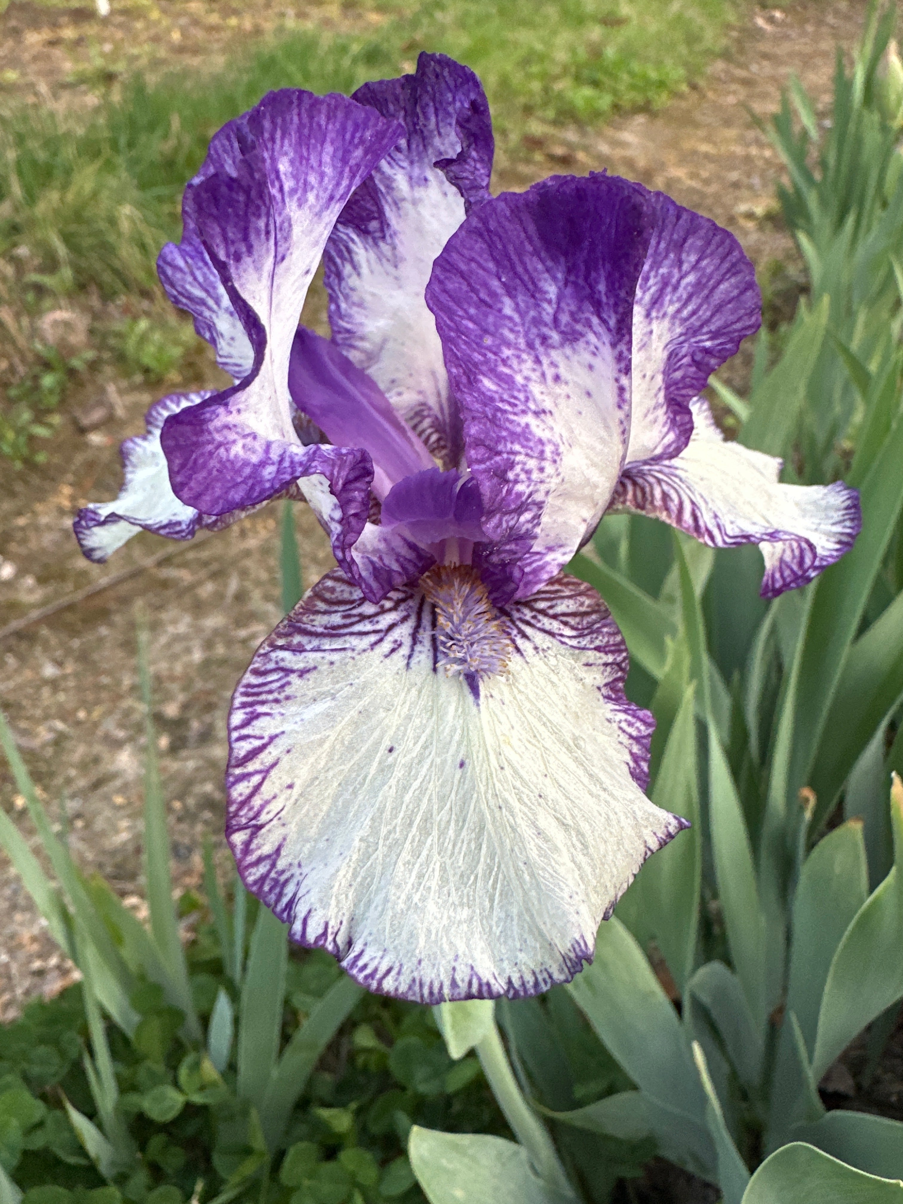 Rare Edition - Intermediate Bearded Iris (IB) – Exline Iris Garden