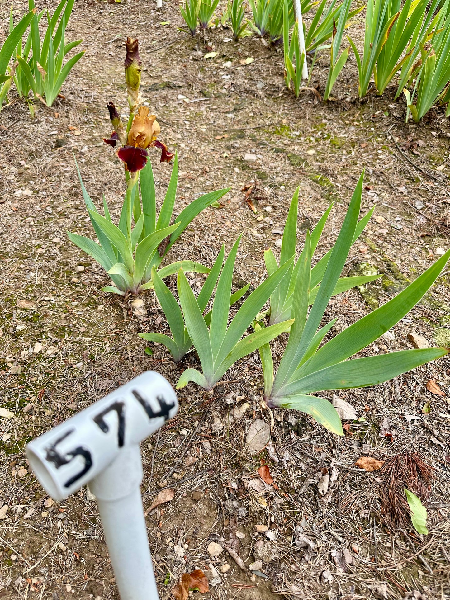 Tiger Butter