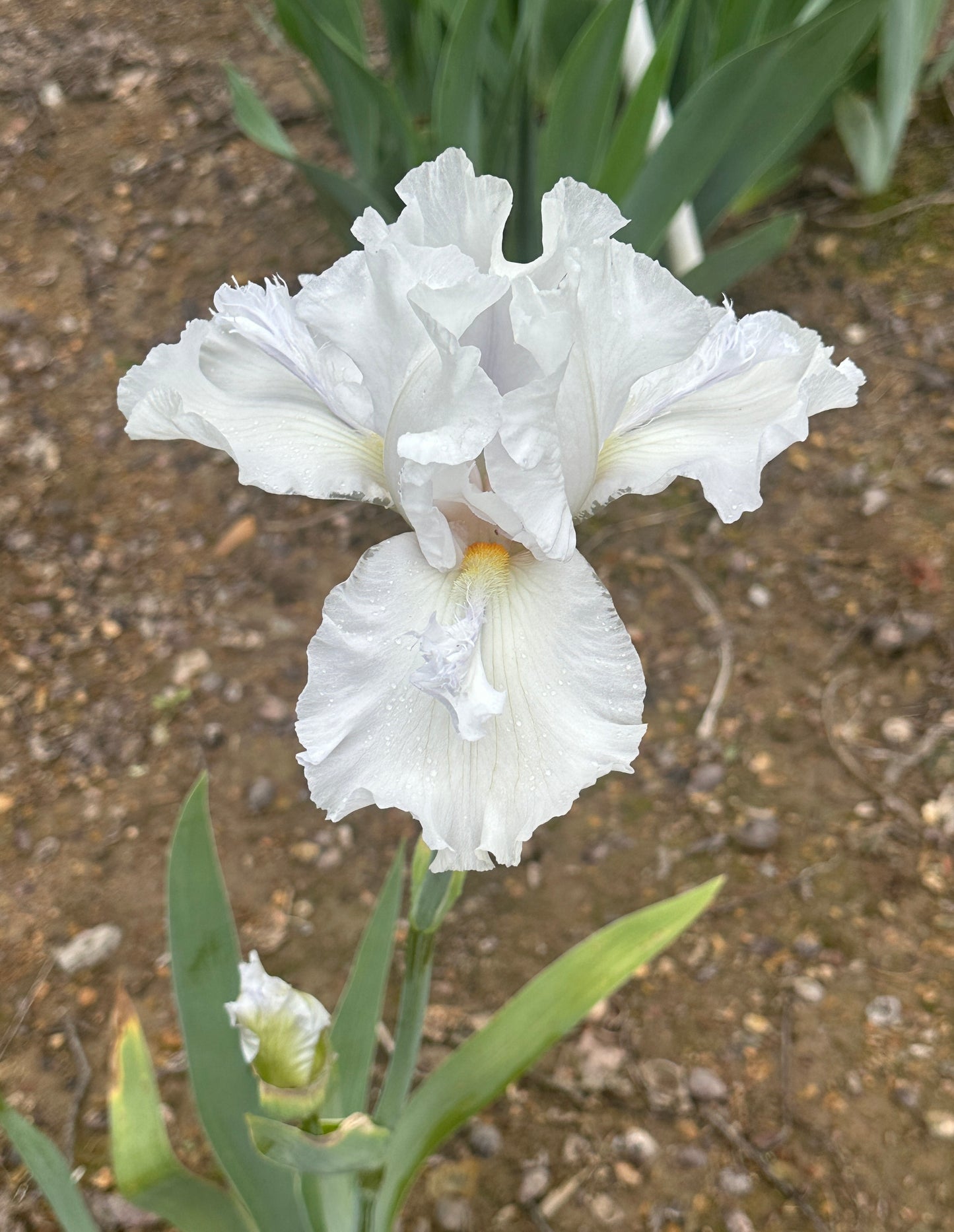 Mesmerizer