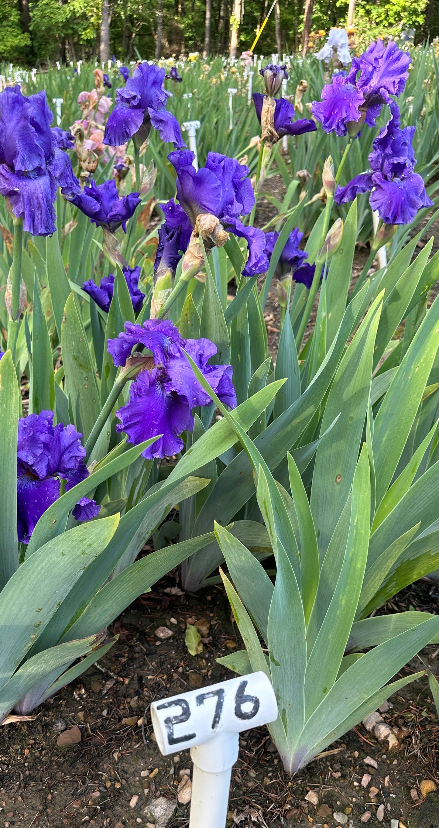 Indigo Princess