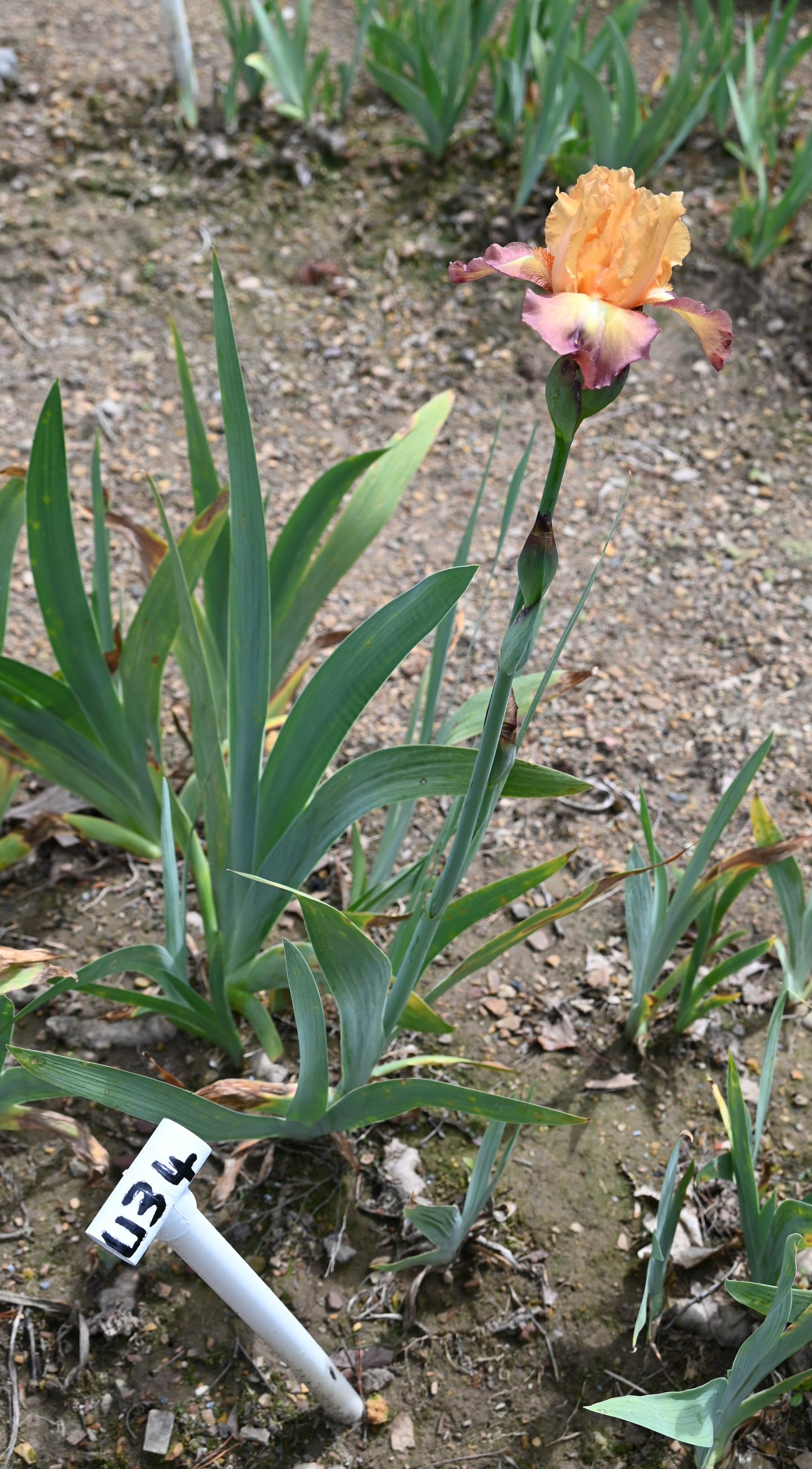 Unidentified TB Iris