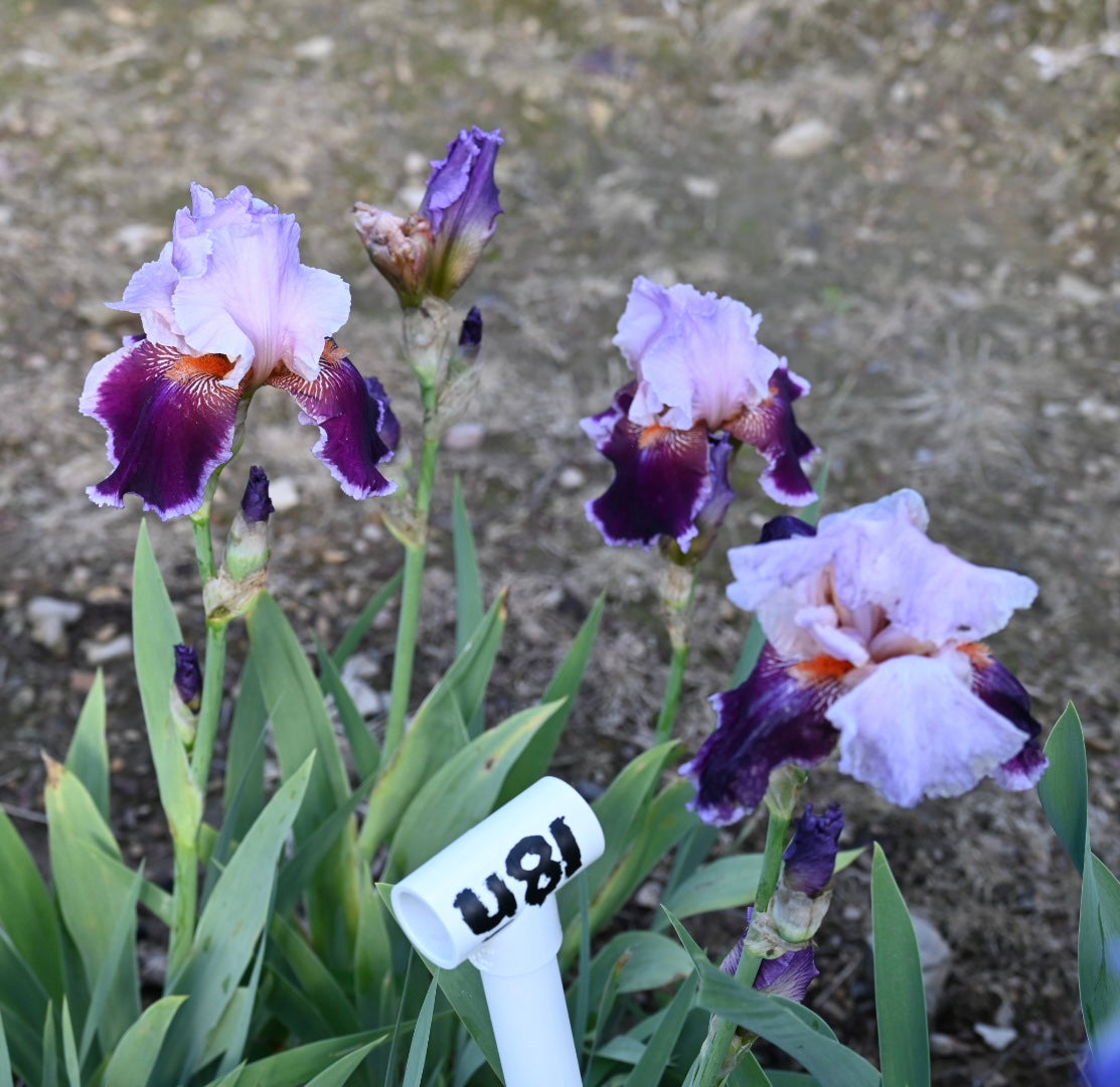 Unidentified Bicolor TB #1