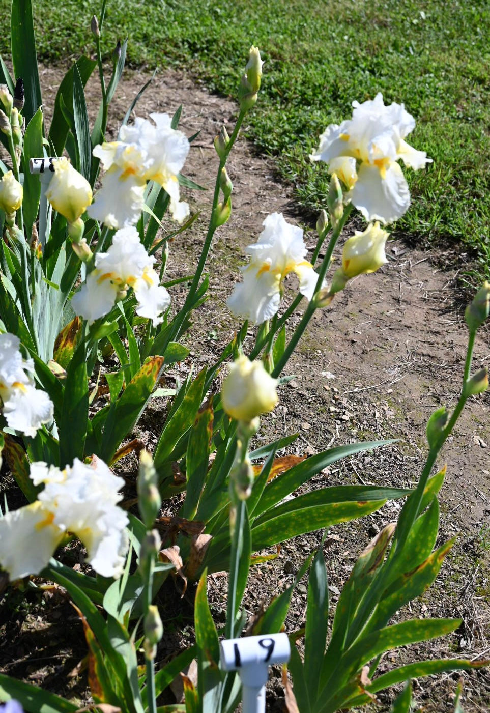 Alaskan Crown
