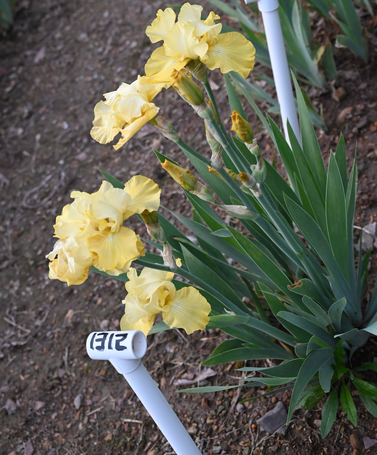 Fair Flora