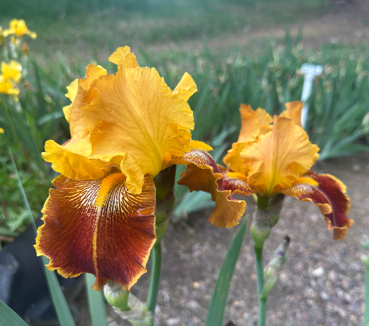 Unidentified Yellow & Red TB #2