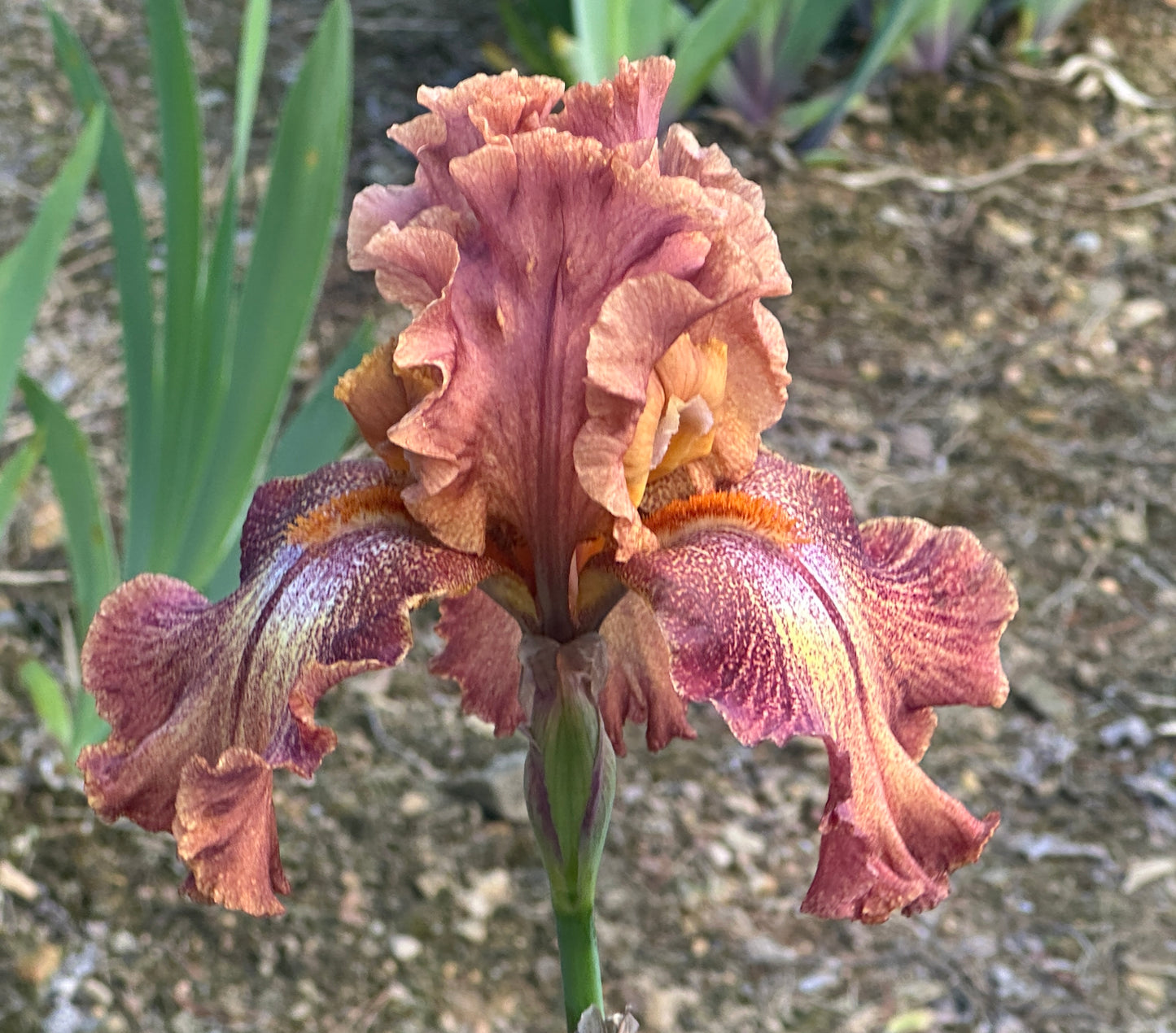 Ruffled Copper Sunset