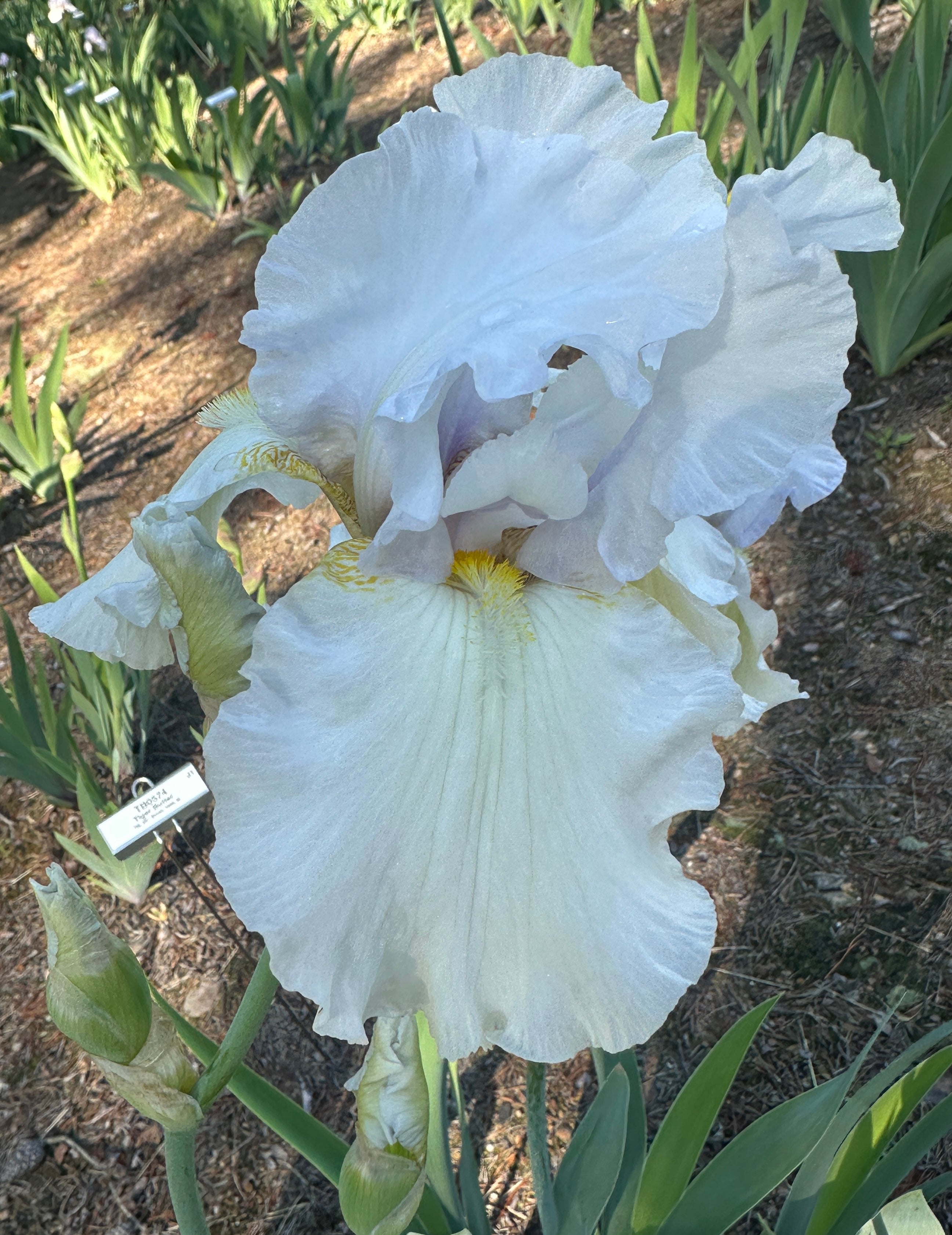 Bosky Dell - Tall Bearded Iris (TB) – Exline Iris Garden