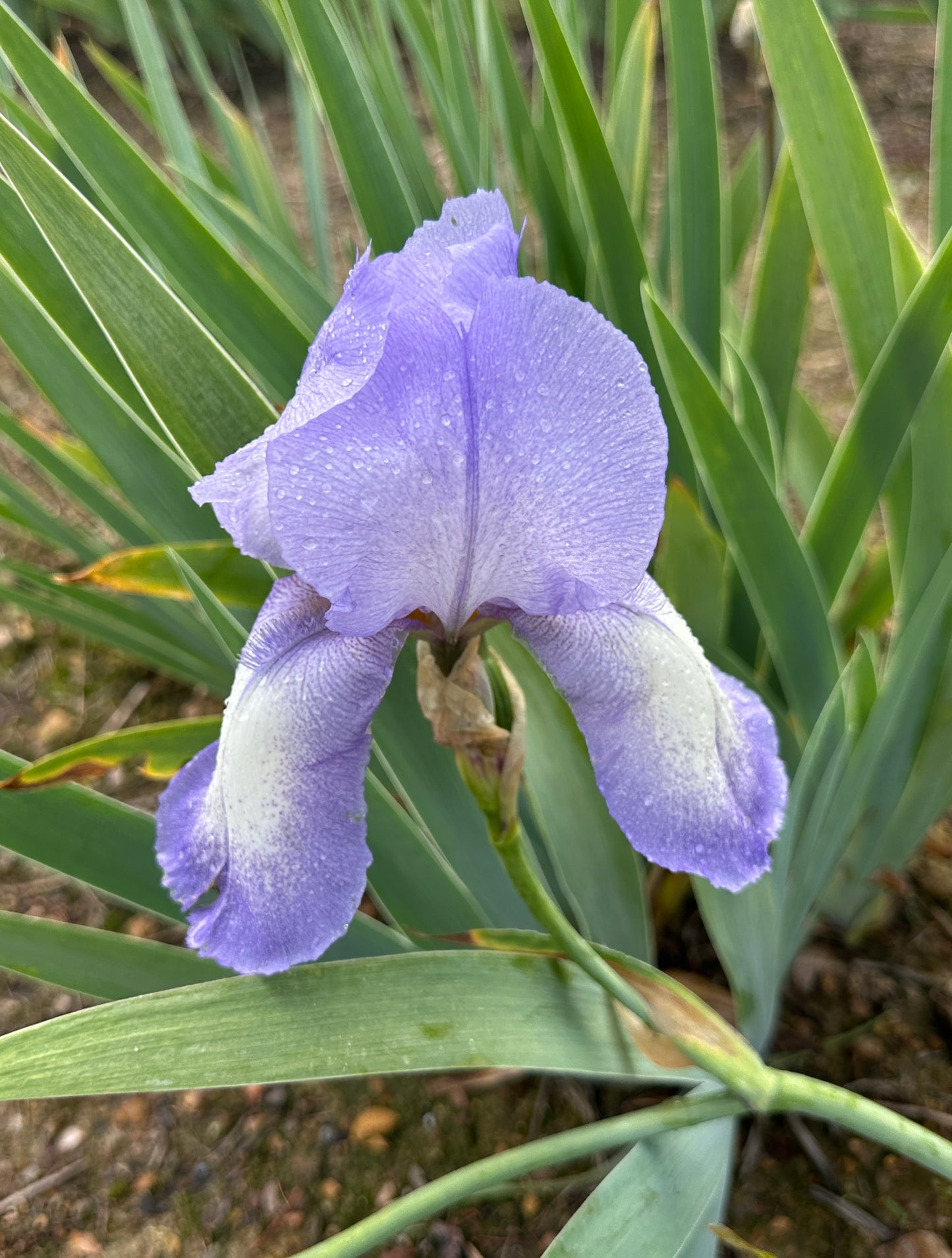 Blue Shimmer